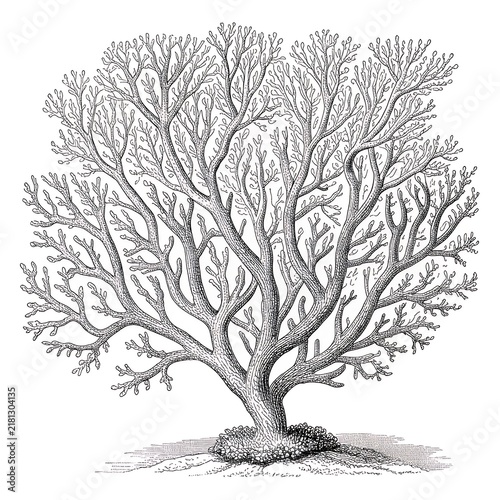 Old tree with intricate branches in natural style illustration