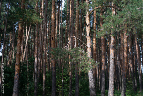 Fotografie A dense pine forest with tall, straight trees, sunlit trunks and green undergrowth