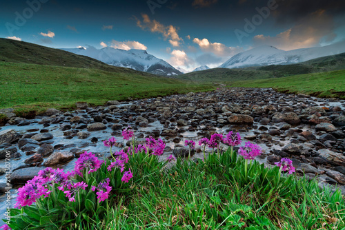 Summertime Mountain Landscape with Blooming Wildflowers 