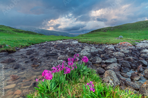 Summertime Mountain Landscape with Blooming Wildflowers 