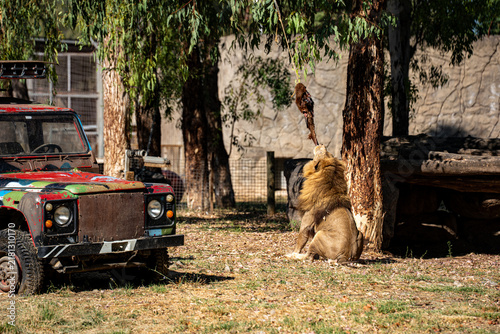 Photography Male lion feeding at Izmir Zoo beside an old safari vehicle.