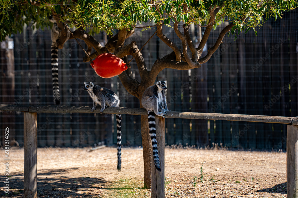 Fototapeta premium Two ring tailed lemurs sitting inside a zoo enclosure.