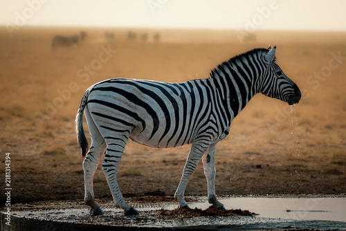 Cuadro en lienzo Zebra drinking at a waterhole in the Namibian savanna
