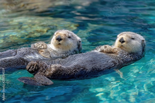 otters floating on backs, cracking shells on bellies