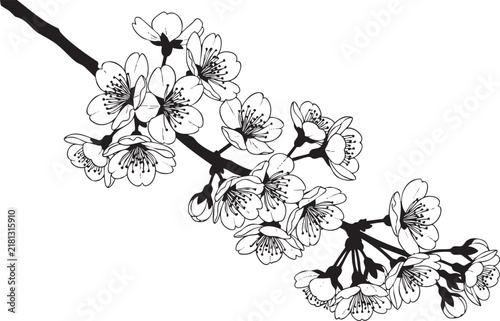 Black and white line of a blooming cherry blossom branch sakura flower