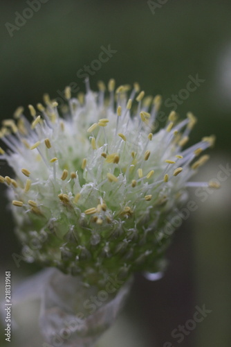 Cuadro en lienzo A macro shot of a delicate white and green flower bud, with visible pollen grain