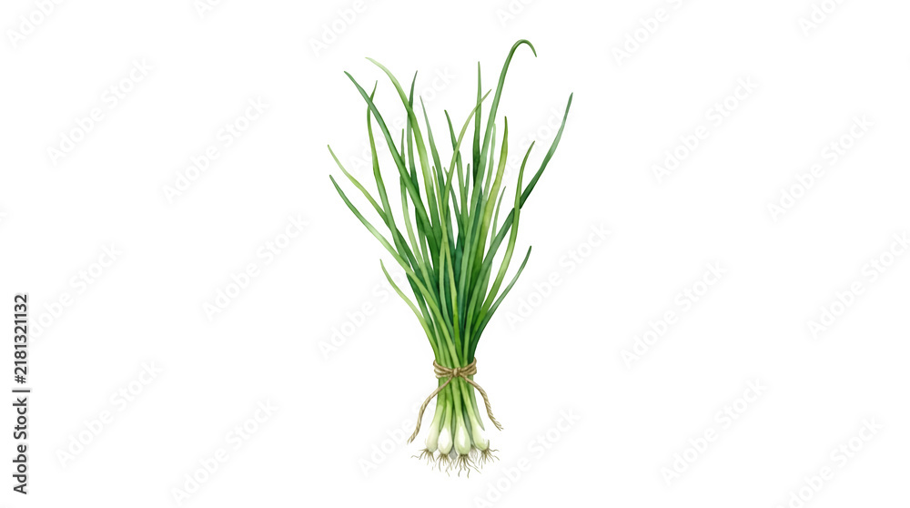 Obraz premium Fresh green chives bunch tied with twine isolated on white background green herbs herb bundle culinary herbs cooking ingredients organic food green onion