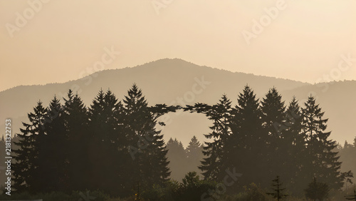 Silhouetted forest against hazy mountain landscape at sunrise or