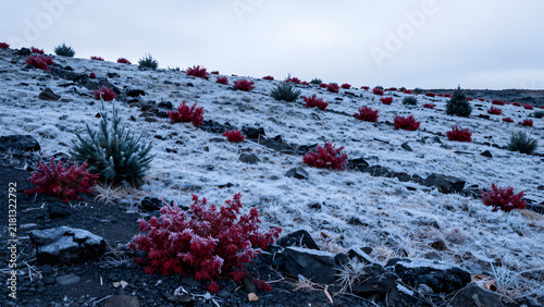 Snow covered rocky hillside with red low growing vegetation