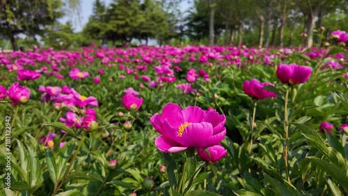Field full of Pink Peonies moving in the breeze. Fresh flower bush. Gardening, landscaping. Plant Nurse Ad. Backdrop for garden product promotion. Flower shop. Landscape design.