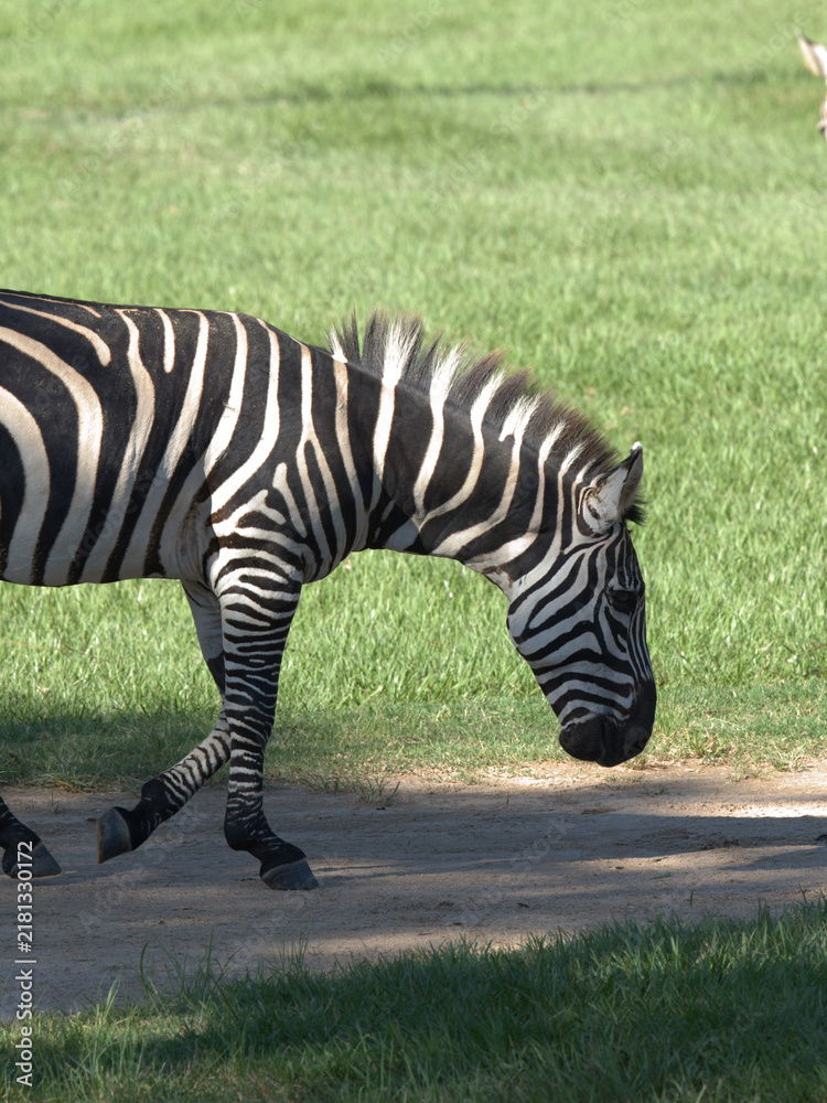 Fototapeta premium Plains Zebra Walking Across a Dirt Path in a Sunny Field