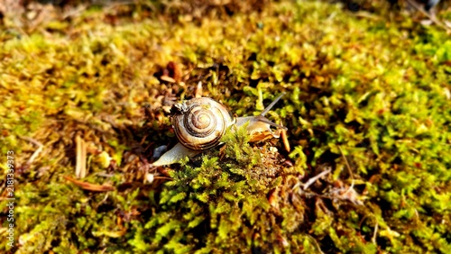 Obraz na plátne snail on a leaf
