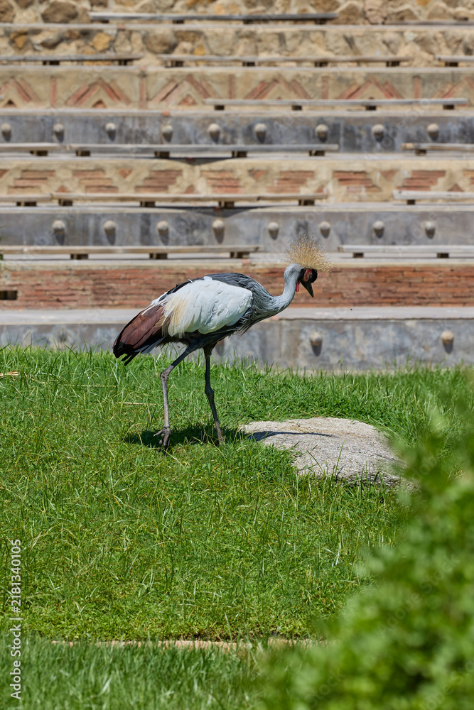 Obraz premium Grey crowned crane walking across green grass in sunlight