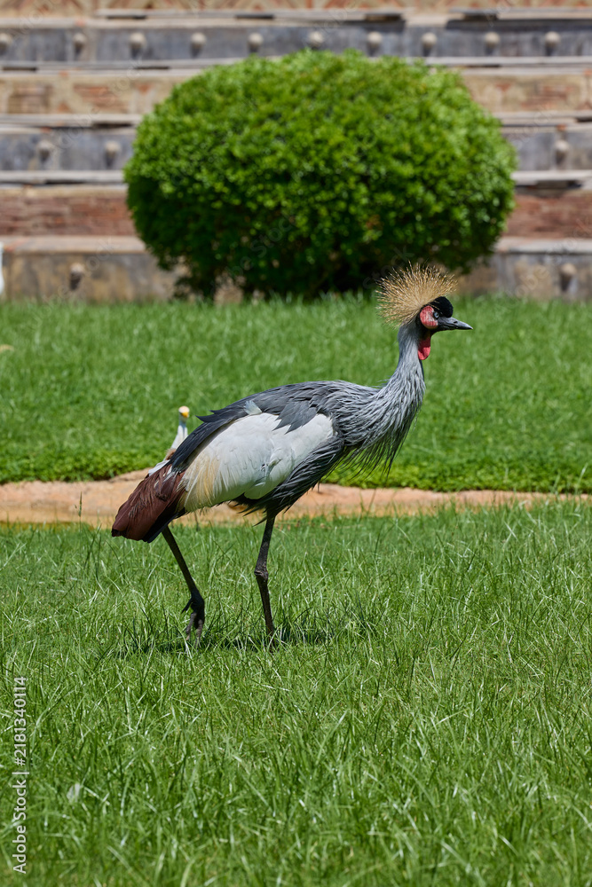 Fototapeta premium Grey crowned crane walking across green grass in sunlight