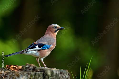 Plakat w ramie Eurasian jay in the forest