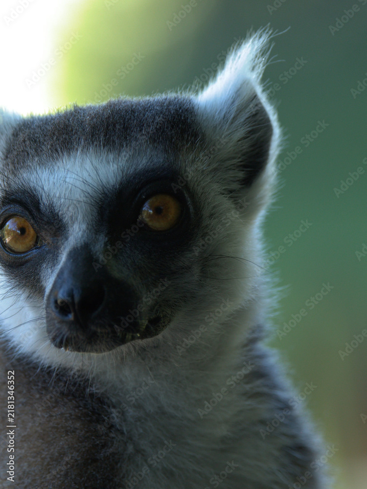Obraz premium Close Up Portrait of a Ring Tailed Lemur with Orange Eyes