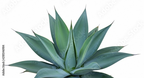 A healthy green agave succulent plant with pointed leaves isolated on a white background