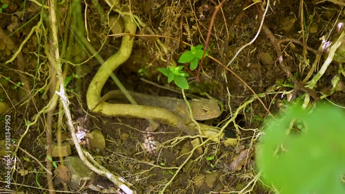 Oriental garden lizard resting in shaded forest soil among tree roots and foliage.