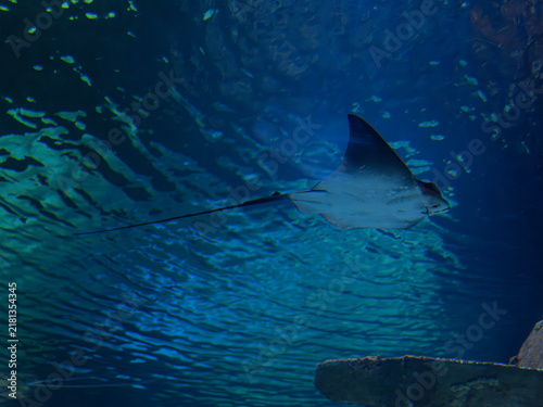 Photography Cute stingray in tropical marine aquarium