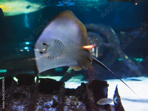 Photography Cute stingray in tropical marine aquarium