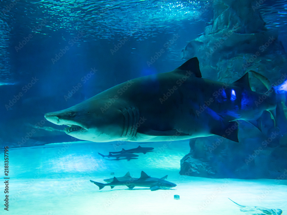 Fototapeta premium Magnificent tiger shark in tropical marine aquarium