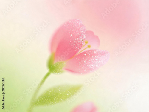 pink tulips on a white background