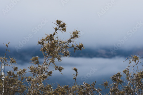 Dried thorny plants in autumn