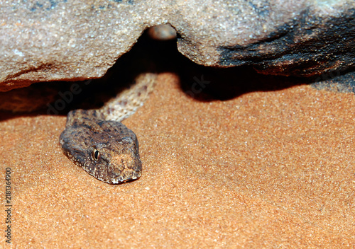 Konstfotografi Desert death adder (Acanthophis pyrrhus), a heavily venomous snake native to the