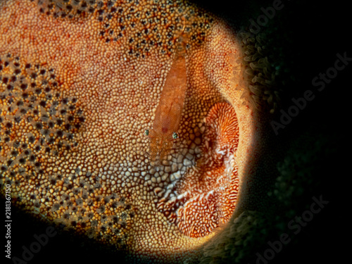 Canvastavla Sea Star Shrimp, Seestern Partnergarnele (Periclimenes soror)