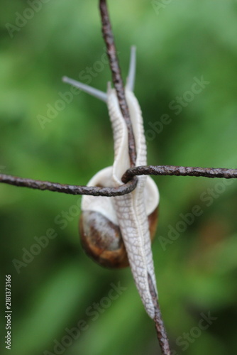 Photography A snail slowly climbing on a wire fence with a blurred green background
