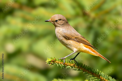 Obraz na płótnie Juvenile Common Redstart (Phoenicurus phoenicurus) standing on a branch of a spr