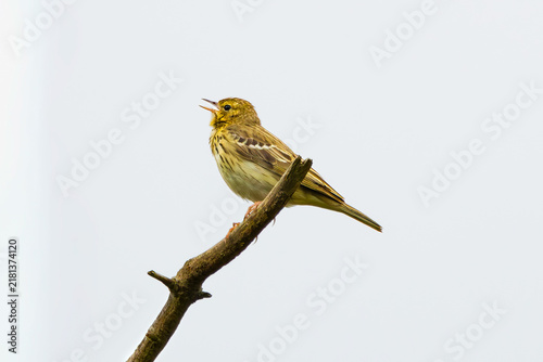 Canvas Print Singing Tree Pipit (Anthus trivialis) sitting on a dead branch against a plain l