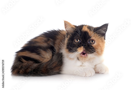 Foto exotic shorthair in studio