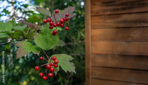 Cuadro en lienzo Branch of red viburnum berries with green leaves near wooden house wall