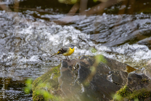 Foto Grey Wagtail on a mossy rock