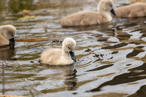 Plakat w ramie Mute Swan cygnets on the water