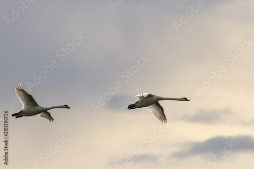 Canvas Print Two Mute Swans in flight in soft light