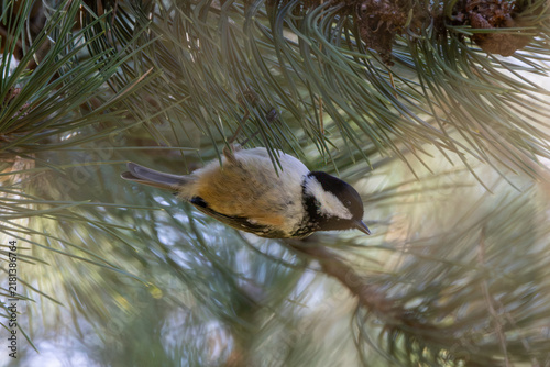 Photography Coal Tit in a pine tree