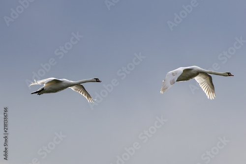 Canvastavla Two Mute Swans in flight against a blue sky