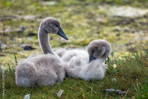 Canvas Print Two Mute Swan cygnets resting