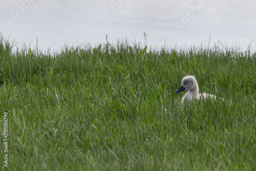 Картината върху платно Mute Swan cygnet in grass