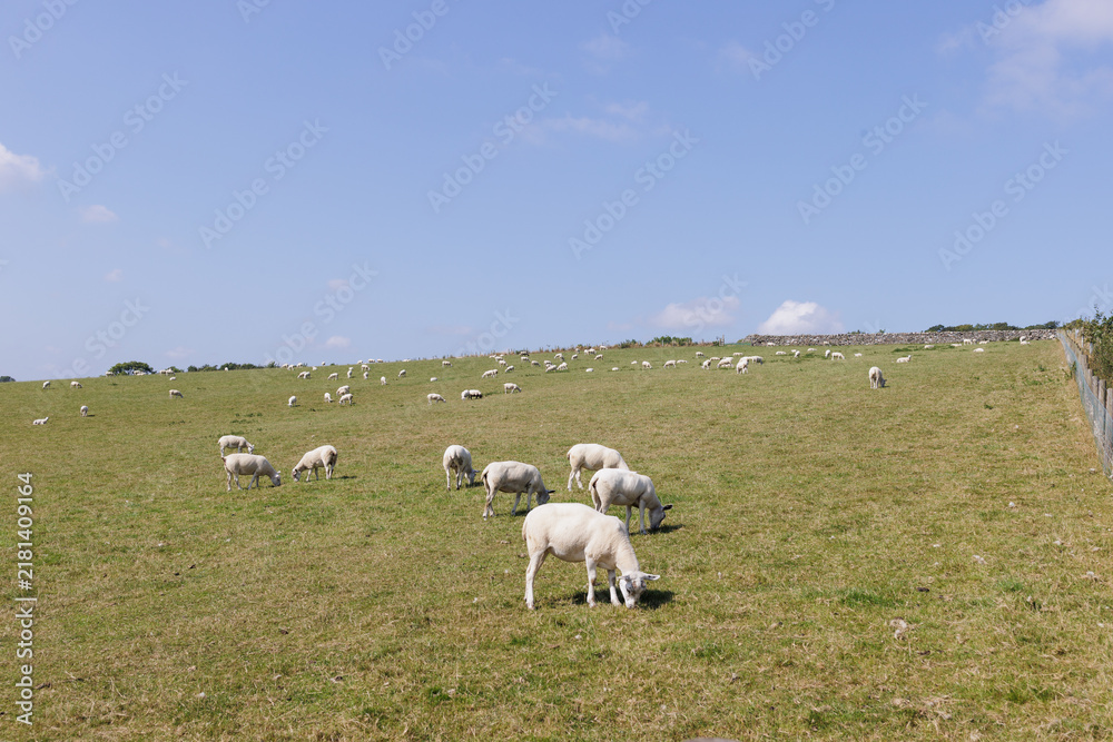 Fototapeta premium sheep in the meadow