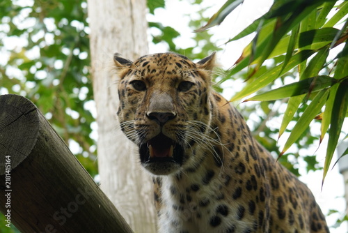 Foto Amur leopard