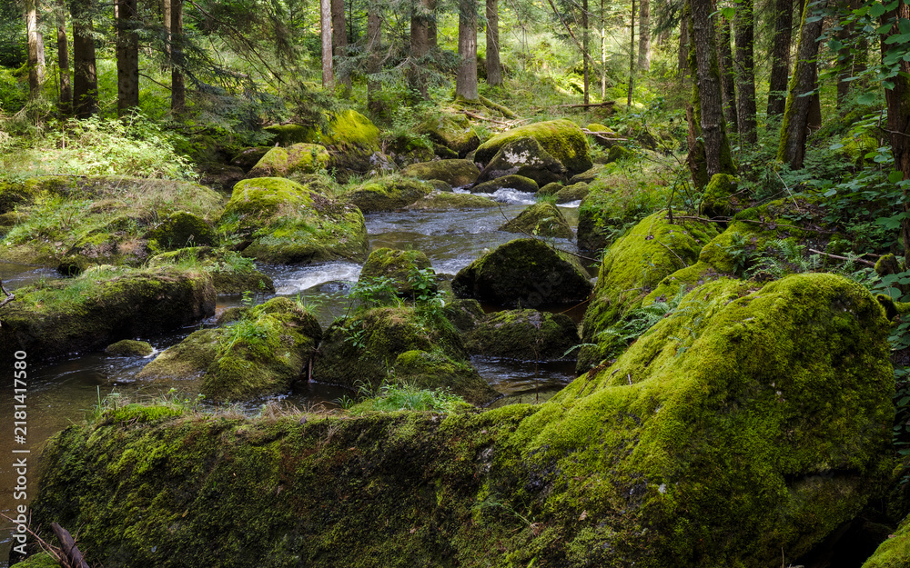 Fototapeta premium The Power of Water _ A Natural Gem in Northern Lower Austria