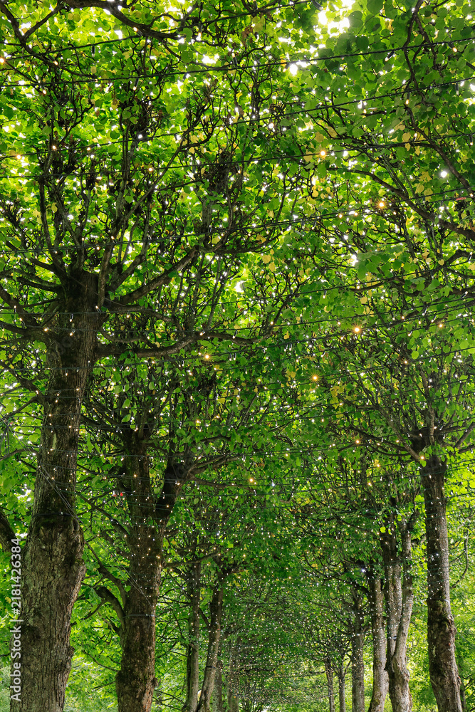 Obraz premium Green tree canopy with string lights woven through branches in a park.