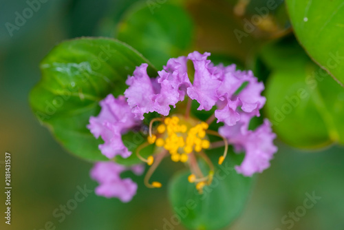 The selected region appears to show a close-up of a crinkled, light purple or lavender blossom with prominent yellow stamens in the center, characteristic of a Crape Myrtle or Queen's Flower