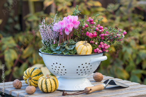 pink Alpenveilchen (Cyclamen), Torfmyrte (Pernettya mucronata) und Heidekraut (Erika) im vintage Durchschlag im Herbstgarten	