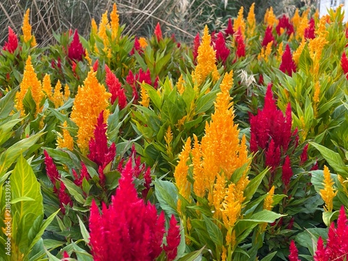 Vibrant red and yellow celosia flowers blooming in a lush garden bed