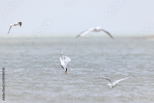Foto adult caspian tern (hydroprogne caspia caspia) in breeding plumage in flight doi