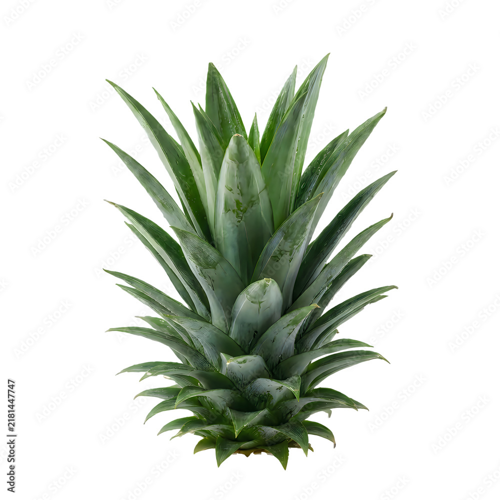 Fototapeta premium Fresh green pineapple leaves crown isolated on a black background for food design and healthy lifestyle concepts